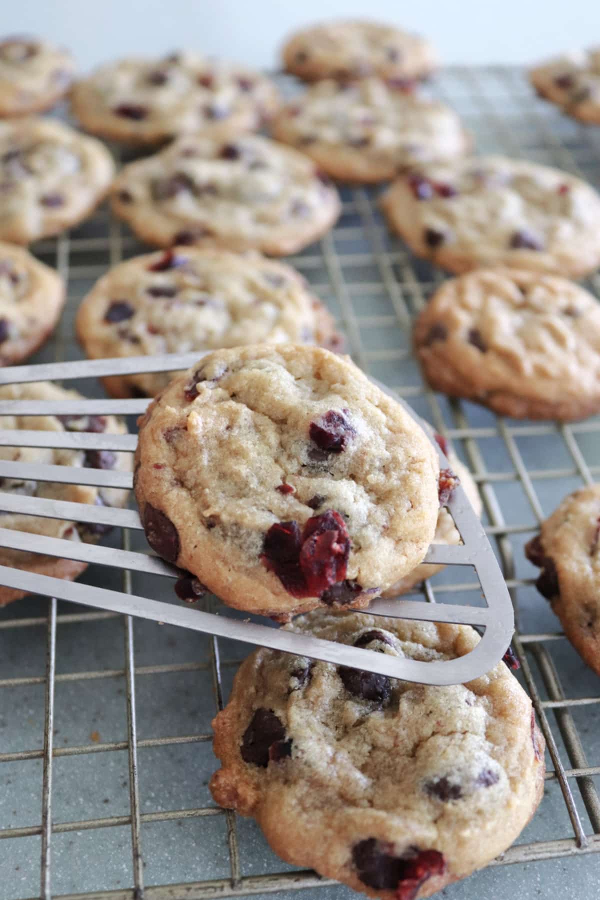 A chocolate chip cranberry cookie on a spatula with more cookies on a cooling rack.